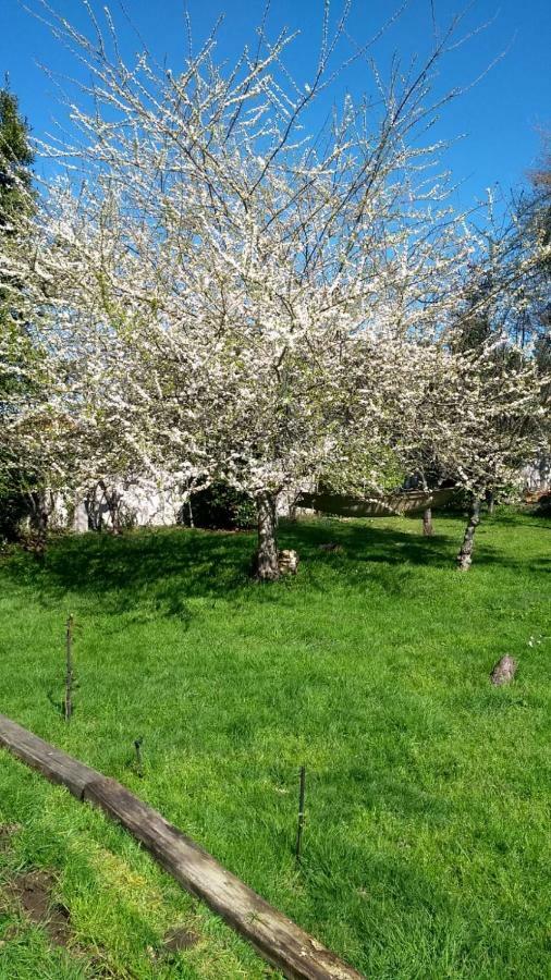 Twin Pines Camino Norte Arzúa Eksteriør billede
